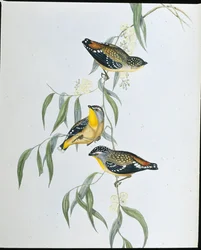 Foltos pardalote (Pardalotus Punctatus) (kézzel színezett litó)