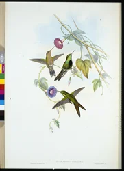 Szent Domingo kolibri (Sporadinus Elegans) (kézzel színezett litó)