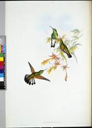 Csíkos farkú kolibri (Eupherusa eximia)