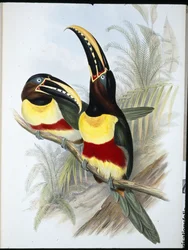 Kén-fehér mellű tukán (Ramphastos Vitellinus) (kézzel színezett litho)