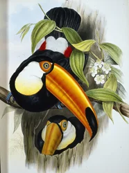 Toco Toucan (Ramphastos Toco) (kézzel színezett litho)