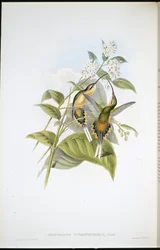 Uszályos remete-kolibri (Phaethornis Syrmatophorus)