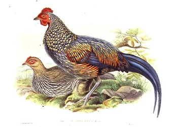 A művész és William Hart (1823-1894) által metszett két ázsiai fácán (Gallus Sonneratii) (litho)