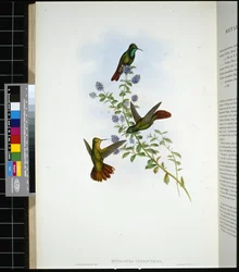Türoszi fémfarkúkolibri (Metallura tyrianthina)