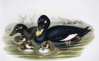 Velvet Scoter (oidemla fusca) (kézzel színezett litho)