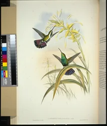 Veraguan Mango (lampornis veraguensis) (kézzel színezett litho)