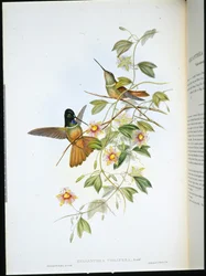 Ibolyatorkú csillaghomlok (Helianthea Violifera) (kézzel színezett litho)