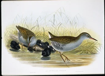 Vízivasút (Rallus Aquaticus) (kézzel színezett litho)