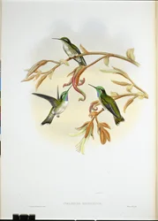Fehérhasú cacique kolibri (Coeligena Hemileuca) (kézzel színezett litho)