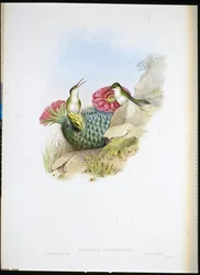 Fehérmellű Leucippus (leucippus chionogaster) (kézzel színezett litho)