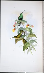 Fehérfarkú bársonymell (Lafresnaya Gayi) (kézzel színezett litho)