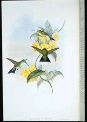 Fehértorkú smaragd (Thaumatias Leucogaster) (kézzel színezett litho)