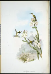 Yarrell ütőfarkú kolibrije (Calothorax yarrellii)