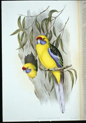 Sárgahasú papagáj (platycercus flaviventris) (kézi színezésű litográfia)
