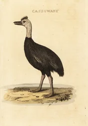 Déli kazuár, Casuarius casuarius