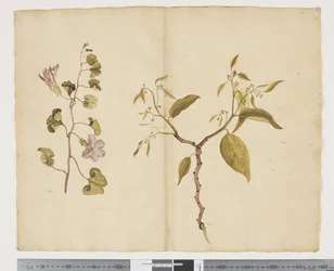 F.13 Ipomea Pes, kecske; Celtis paniculata, 1790-1795 körül (akvarell és tinta papíron)