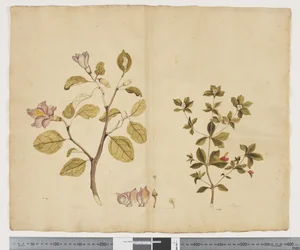 F.15 Lagunaria Patersonia; Alyxia gynopogon, 1790-95 körül (akvarell és tinta papíron)