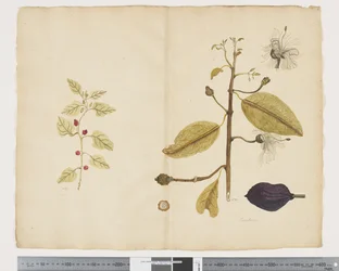F.18 Tetragonia impplexicoma; Caparis nobilis „Devil
