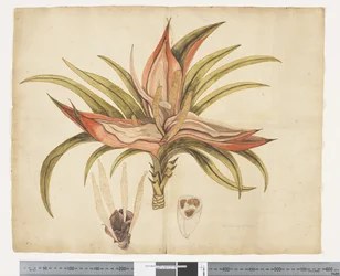 F.1 Freycinetia baueriana, 1790-1795 körül (akvarell és tinta papíron)