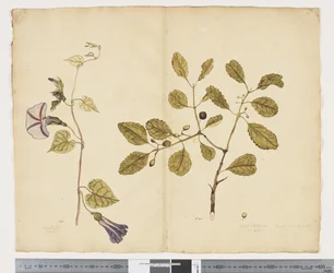 F.24 Ipomoea congesta; Elaeodendron curtipendulum, 1790-95 körül (akvarell és tinta papíron)