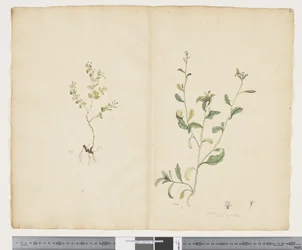 F.25 Euphorbia sparrmannii; Lobelia alata, 1790-1795 körül (akvarell és tinta papíron)