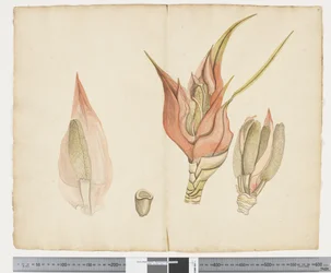 F.33 Freycinetia baueriana, 1790–1795 körül (tinta és akvarell papíron)