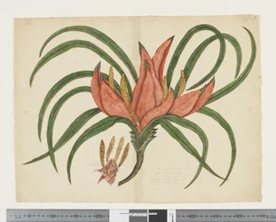 F.36 Freycinetia baueriana, 1790–1795 körül (akvarell és tinta papíron)