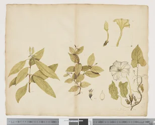 F.6 Wikstroemia Australis; Ipomea, 1790-1795 körül (akvarell és tinta papíron)