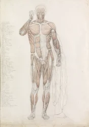 Anatómiai tanulmány: Emberi izomzat, in Contrapposto