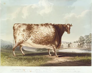 The Airedale Heifer, metszett R. Reeve, 1820 (színes metszet)