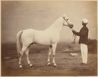 Sir Frederick Sleigh Roberts altábornagy lova, „Vonolel”, 1885 körül