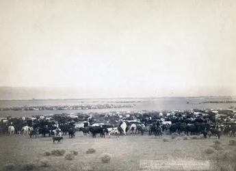 Cowboyok szarvasmarhát terelnek, Dél-Dakota 1890 körül (f/w fotó)