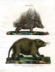 Hystrix (sündisznók)