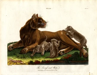 Oroszlánlány és kölykei (Felis;II. tányér)