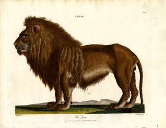Az oroszlán (Felis;I. tányér)