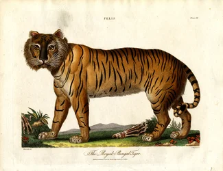 A bengáli királyi tigris (Felis Tigris)