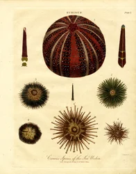 Különböző tengeri urchin fajok