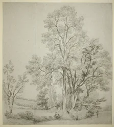 Szilfa-állomány (recto); Kelet-Bergholt tanulmánya az egyházzal (verso)
