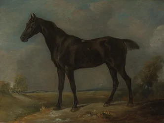 Golding Constable fekete hátaslova