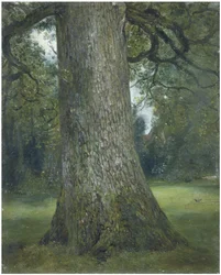 Egy szilfa törzsének tanulmányozása, c. 1824