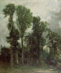 Fák Hampsteadben