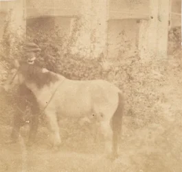 [Man and Horse, Government House, Allahabad], 1858.