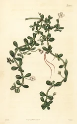 Brahmi vagy vízi izsóp, Bacopa monnieri