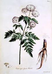 Hemlock [Cicuta major], illusztráció John Edwards „The British Herbal” című művéből, 1770 márciusában megjelent