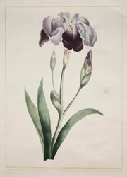 Japán írisz nagy kék írisz, 1801.