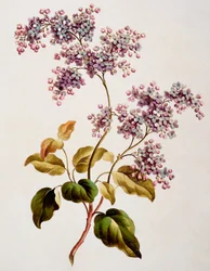 Skót lila, megjelent 1793