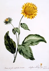 Napraforgó nagy, szaggatott levelekkel, illusztráció a „The British Herbalist” című könyvből, 1770 márciusában