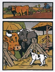 Illusztráció: A kutya és a tehén, Jean de La Fontaine (1621-95) „Fables” című művéből (színes metszet)