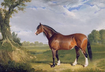 Egy Clydesdale mén, 1820