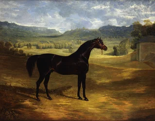 Jack Spigot, egy Dark Bay versenyló egy karámban a Bolton Hallban, 1824